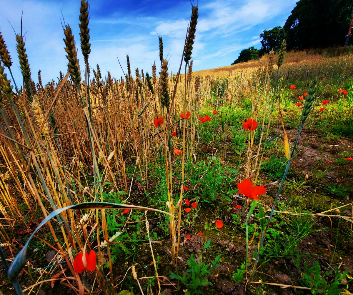 blonde_on_bikes's tweet image. Roslin / Rosewell 9 mile circular walk  #midlothian #walkingroutes #RoslinGlen