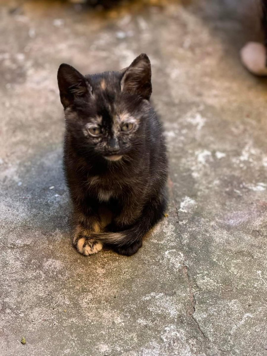 koalandeMichi's tweet photo. Michis en adopción responsable 

Una gata callejera tuvo a sus bebes en el patio  de mi casa, no podemos tenerlas 
Por favor personas responsables que quieran adoptar me pueden escribir 0971160851 Asunción Barrio San Vicente
RT https://t.co/aNJQx6B4VV