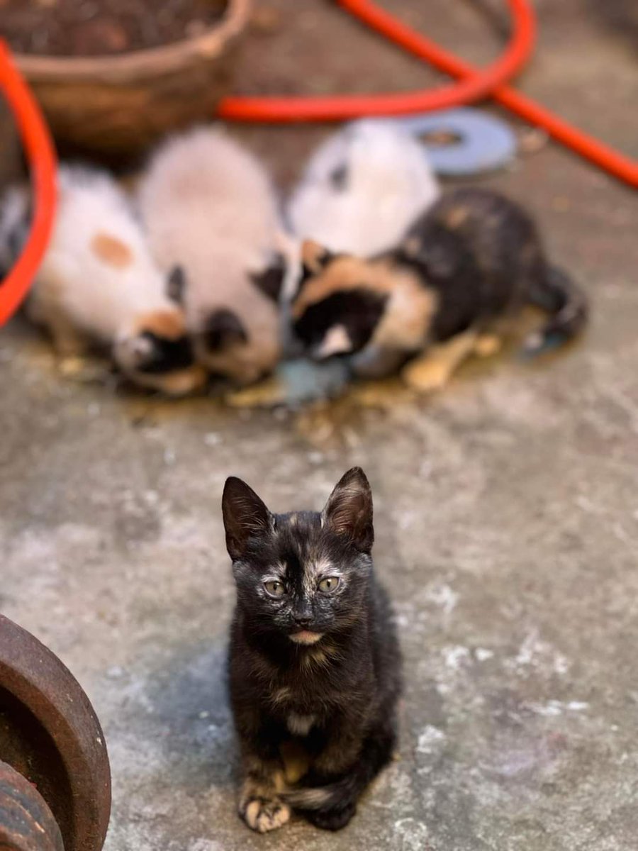 koalandeMichi's tweet photo. Michis en adopción responsable 

Una gata callejera tuvo a sus bebes en el patio  de mi casa, no podemos tenerlas 
Por favor personas responsables que quieran adoptar me pueden escribir 0971160851 Asunción Barrio San Vicente
RT https://t.co/aNJQx6B4VV