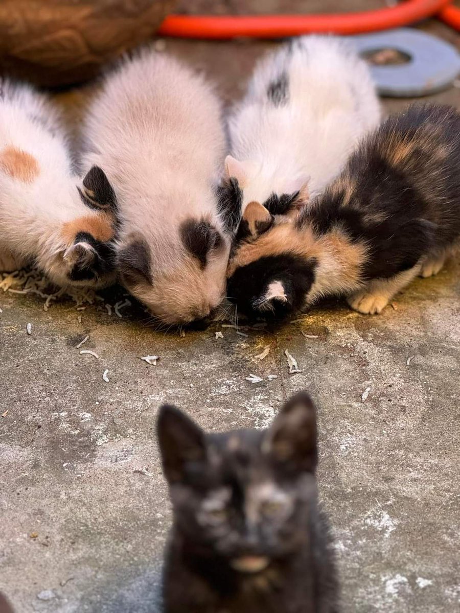 koalandeMichi's tweet photo. Michis en adopción responsable 

Una gata callejera tuvo a sus bebes en el patio  de mi casa, no podemos tenerlas 
Por favor personas responsables que quieran adoptar me pueden escribir 0971160851 Asunción Barrio San Vicente
RT https://t.co/aNJQx6B4VV