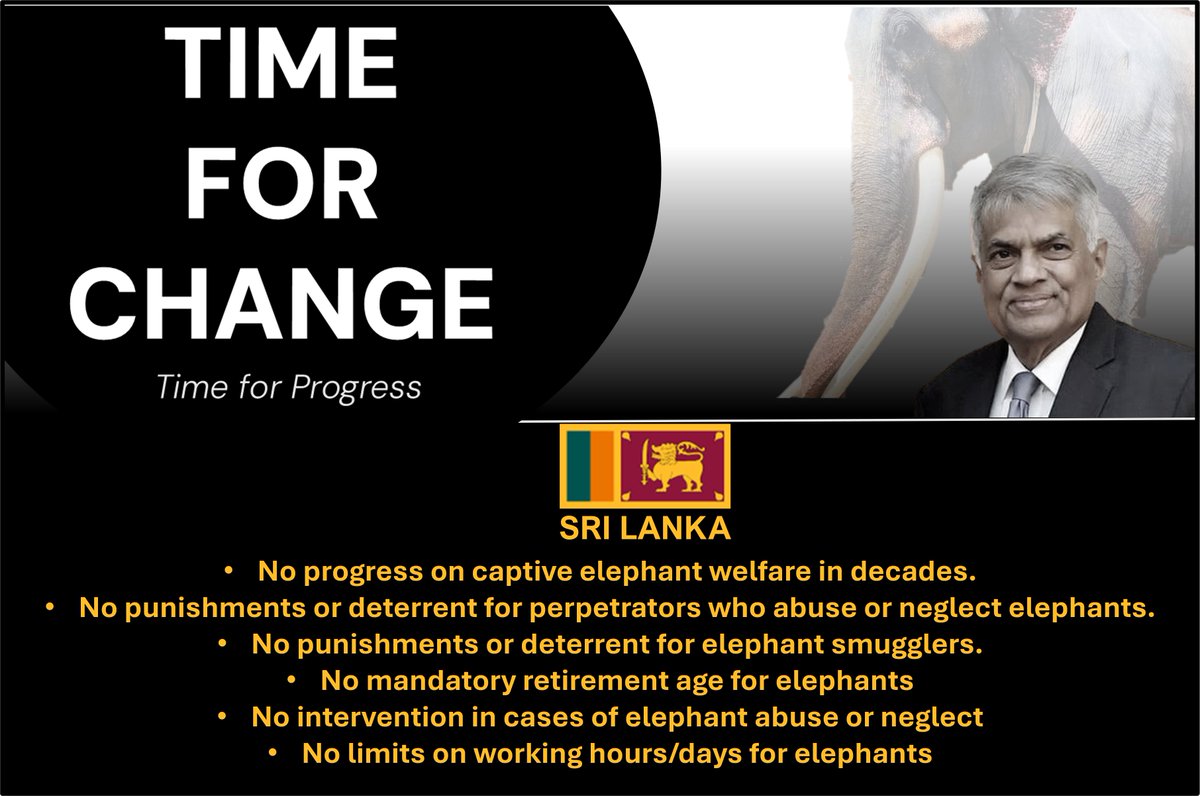 Louise (@loulou750) on Twitter photo The #KandyEsalaPerahera in #SriLanka 🇱🇰 is 10 days of extreme suffering for elephants who already lead a miserable existance <a href="/DCRGunawardena/">Dinesh Gunawardena 🇱🇰</a> <a href="/RW_SRILANKA/">Ranil Wickremesinghe</a> <a href="/tourismlk/">Tourism Sri Lanka</a> #Perahorror 😱 The #KandyEsalaPerahera in #SriLanka 🇱🇰 is 10 days of extreme suffering for elephants who already lead a miserable existance <a href="/DCRGunawardena/">Dinesh Gunawardena 🇱🇰</a> <a href="/RW_SRILANKA/">Ranil Wickremesinghe</a> <a href="/tourismlk/">Tourism Sri Lanka</a> #Perahorror 😱
