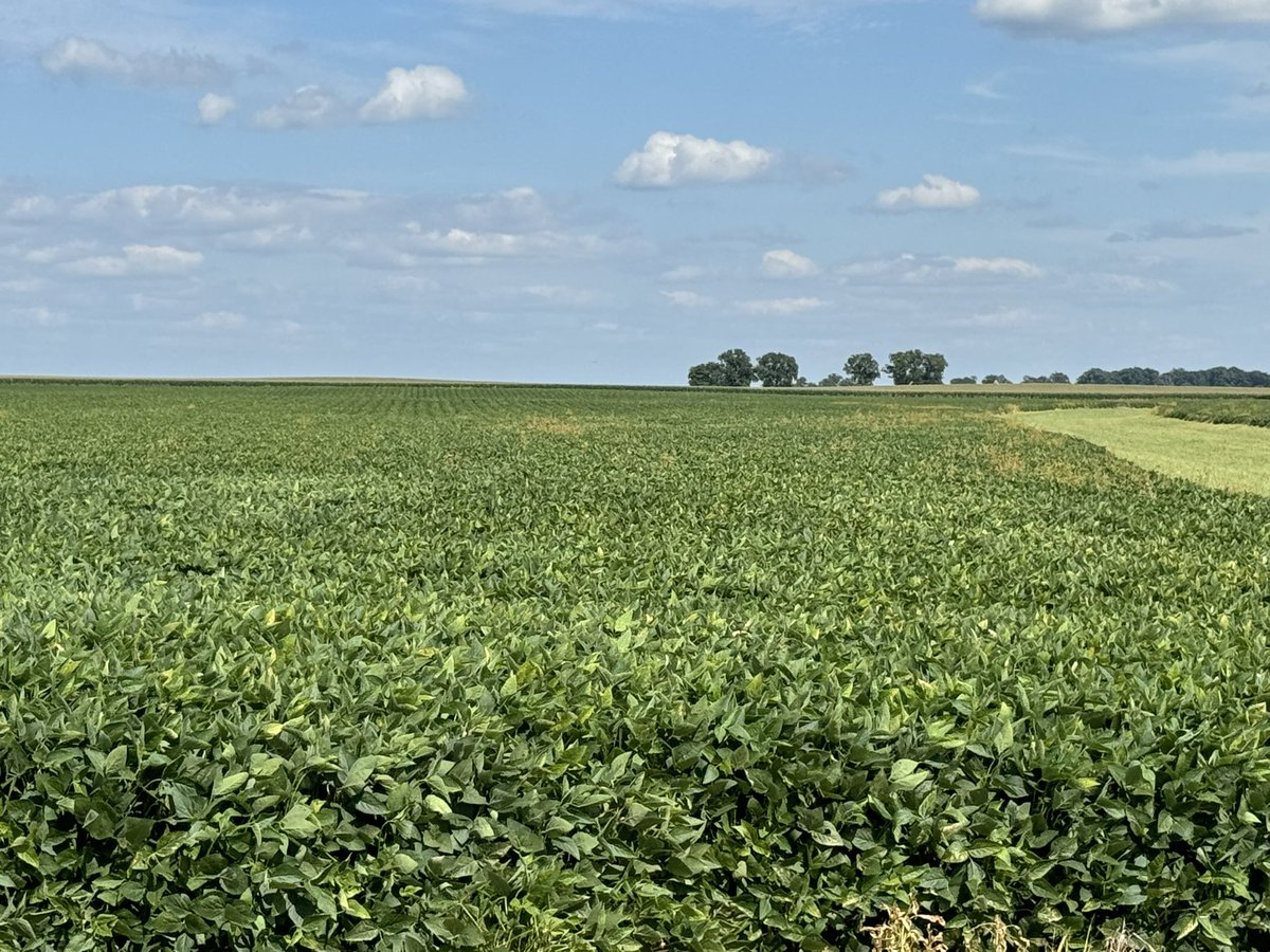 The amount of fields in our area that have been sprayed in the R stages of soybeans is out of control. 99% chance if the soybean field is clean there was a pass done that shouldn’t have been. Illegal, yield robbing and building resistant weeds. Great job guys looks good from the