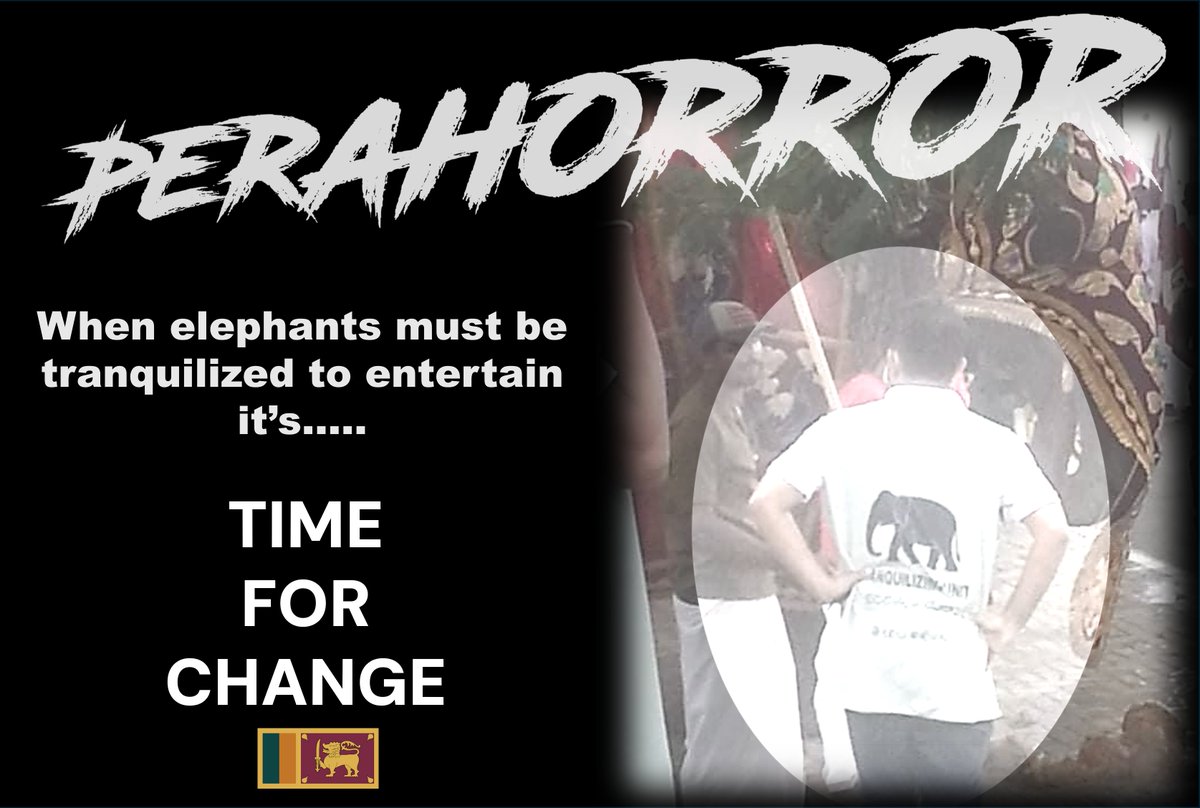 nessallan's tweet photo. To walk in the #KandyEsalaPerahera elephants must be tortured and sometimes even drugged! @Tourismlk @RW_UNP @sridalada @DCRGunawardena #Perahorror 😱 https://t.co/ydXfSHazvc
