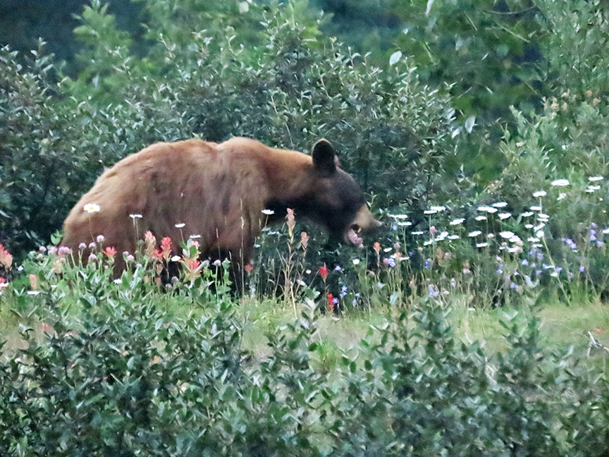 Writer_Alice's tweet image. This young black bear was eating flowers in Banff National Park.