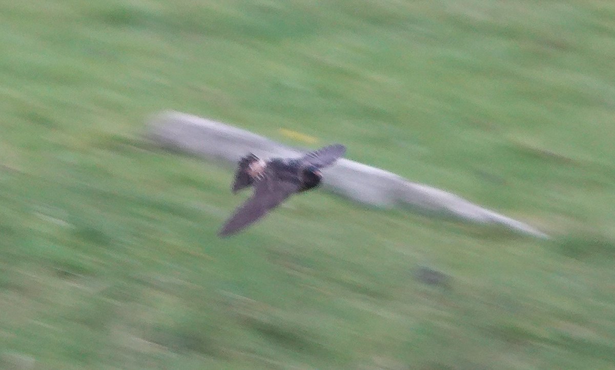 Our minds have been blown this evening by this American Cliff Swallow in front of the Manse on #StKilda! Epic find with biosecurity volunteer Tim Wallis, a first for Western Isles and only the second Scottish record- what a beauty! <a href="/HebridesBirds/">Outer Hebrides Birds</a> <a href="/BirdGuides/">BirdGuides</a> <a href="/rbnUK/">Rare Bird Network</a> <a href="/N_T_S/">National Trust for Scotland</a>