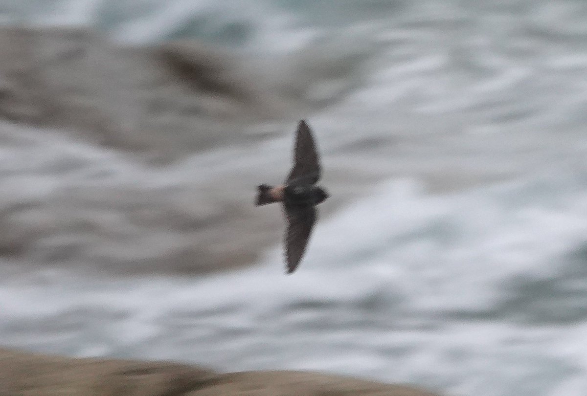 St Kilda World Heritage Site NTS tweet media