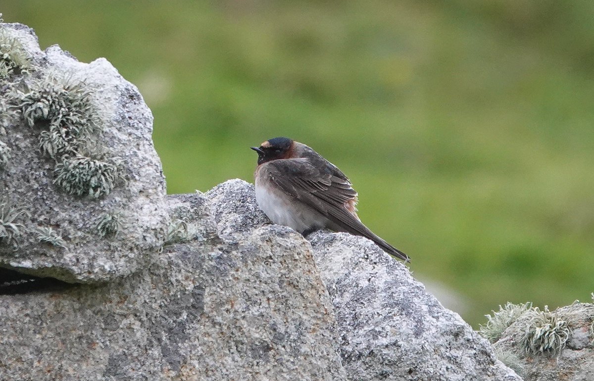 St Kilda World Heritage Site NTS tweet media