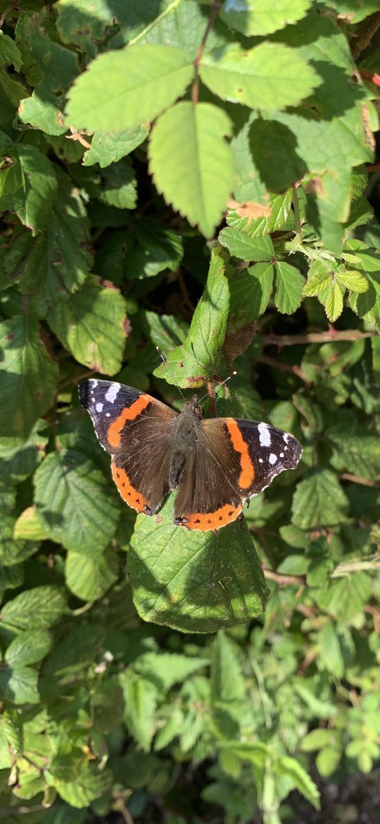 BeemadHelen's tweet photo. @Natures_Voice https://t.co/ALNIO0dEiZ