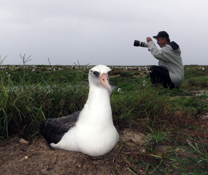 📷🐧The National Oceanic and Atmospheric Administration  is updating their species ID guide to include more information on seabirds. They need YOUR HELP with photos that would be useful for ID. 

pacificseabirdgroup.org/news/help-with…

IMAGE: USFWS - Pacific Region (public domain)