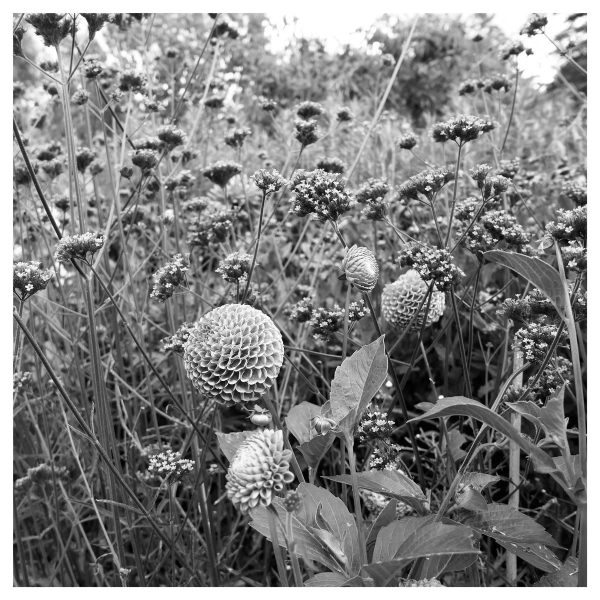 Snaps36920528's tweet photo. A day in the #countryside #sussex https://t.co/HgslE23120