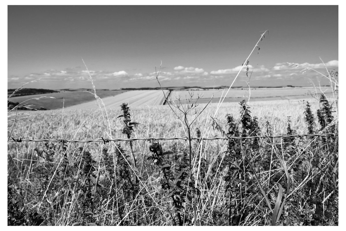 Snaps36920528's tweet photo. A day in the #countryside #sussex https://t.co/HgslE23120