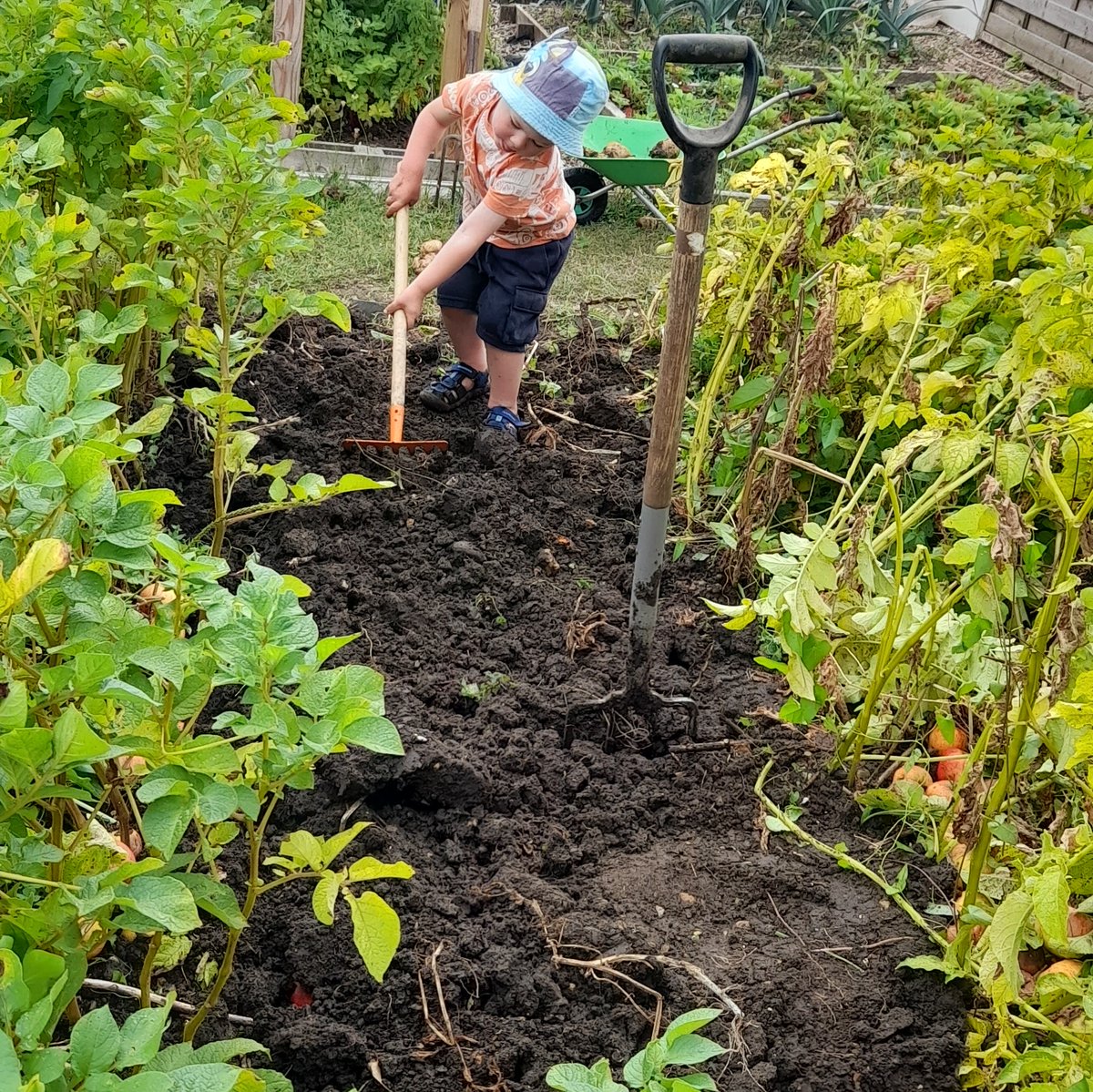 DadsTweetDiary's tweet photo. #Allotment Ta! https://t.co/XMuhkUDWXI