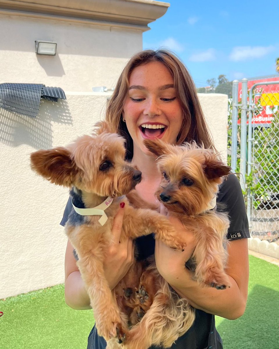 Double trouble! Getting in some Yorkie love today 😁