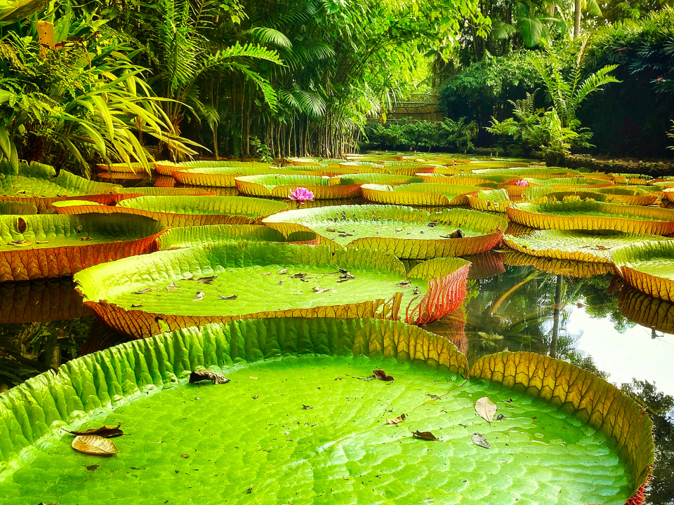 Take a leisurely stroll with your special someone through the stunning Kanapaha Botanical Gardens in #GainesvilleFL. Enjoy the serene garden, landscape displays, and arts and crafts, all within minutes from our contemporary rooms and suites. #HotelELEO bit.ly/3b5BibD