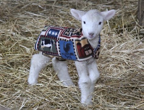 mourninglambs's tweet photo. https://t.co/BH9inpAWSU
