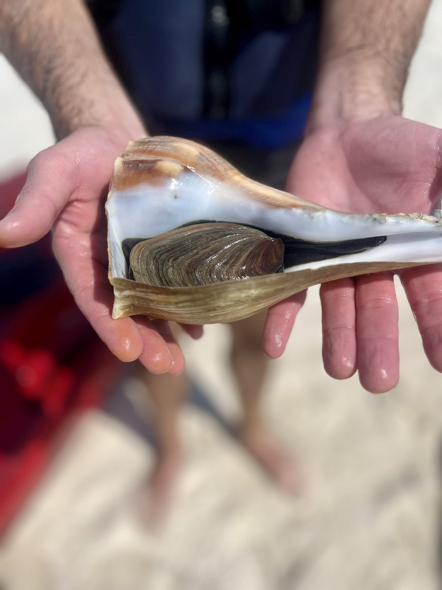 Had a wonderful late summer trip to Alligator Point with my family this weekend. We found a live sand dollar and what I think is a lightning whelk - both were HUGE!!