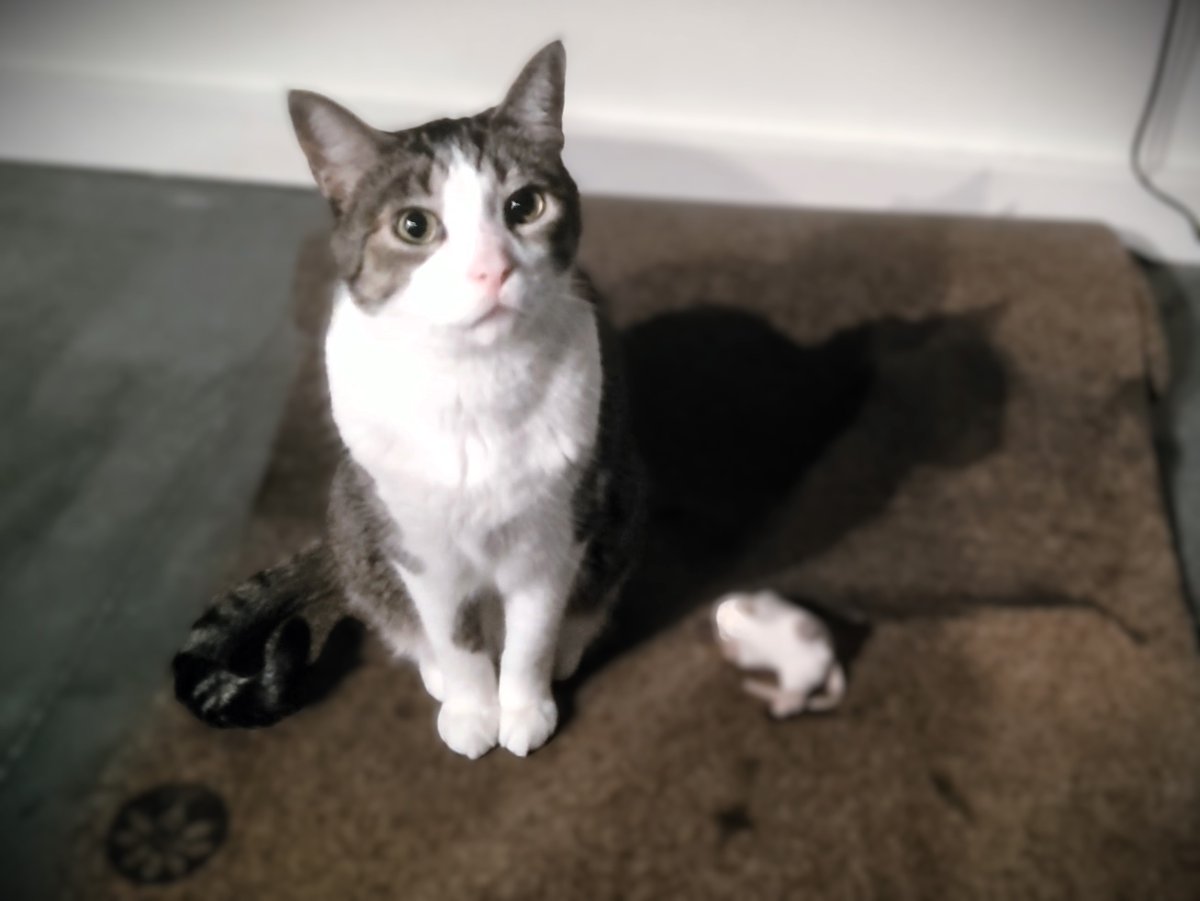 BryanChasko's tweet photo. ๐ฎ Accurate! Buddy is all about cat awareness!
๐ #gamersForGood #catsAndGames
๐โโฌ #playForaCause #supportCats
๐ผ #itsInTheGame https://t.co/SUPu4i2cD9