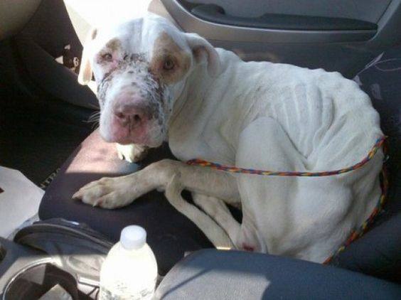 Justice for Tundra! Abandoned in the desert with her mouth duct-taped! Today i was adopted, don't scroll without say hello to me