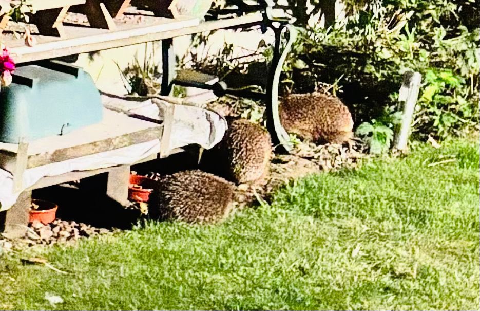 IanIamSmith's tweet photo. @Fionamills1  sat outside waiting for either shooting stars and or aurora borealis and had 6 hedgeyhogs https://t.co/8zCkBBtk6A
