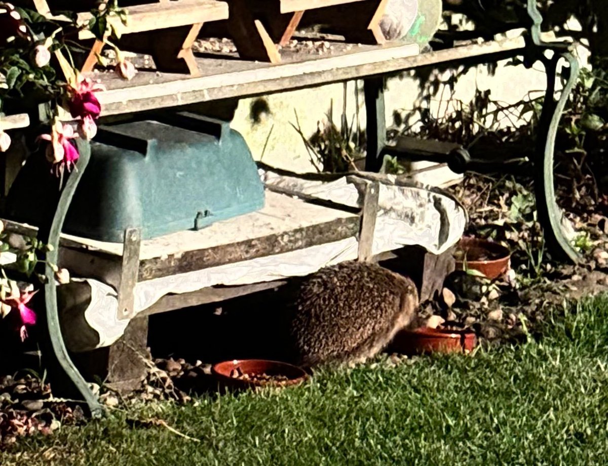 IanIamSmith's tweet photo. @Fionamills1  sat outside waiting for either shooting stars and or aurora borealis and had 6 hedgeyhogs https://t.co/8zCkBBtk6A