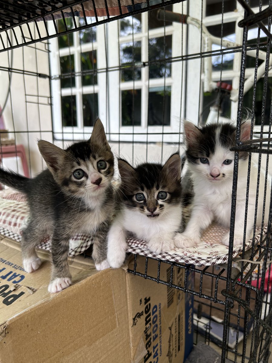 yemmeow's tweet photo. Gerams tak? https://t.co/y0uKjS3NPx