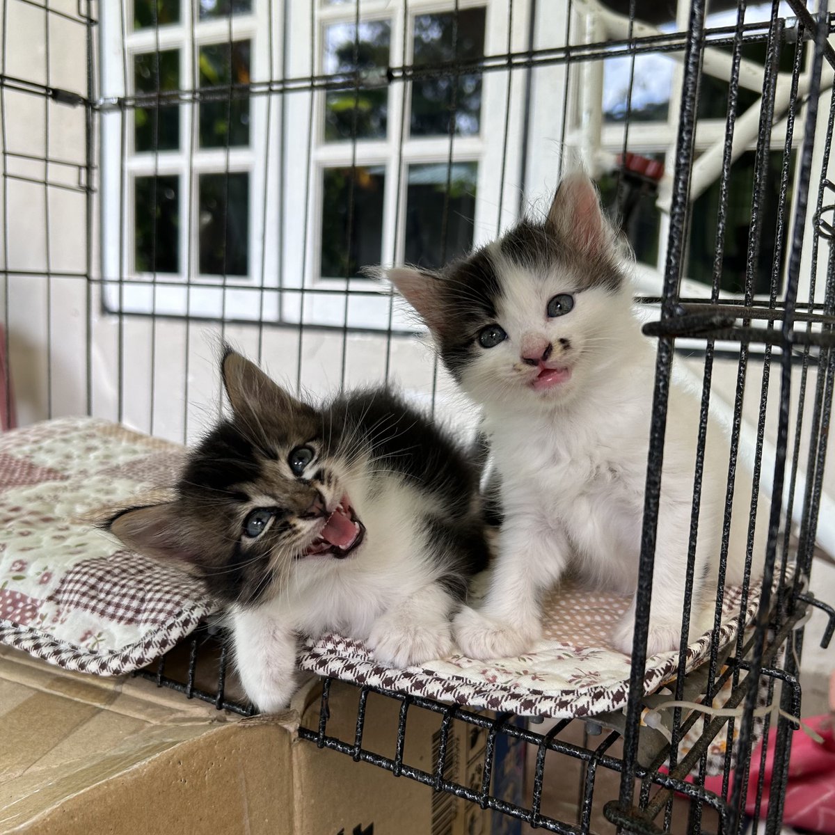 yemmeow's tweet photo. Gerams tak? https://t.co/y0uKjS3NPx