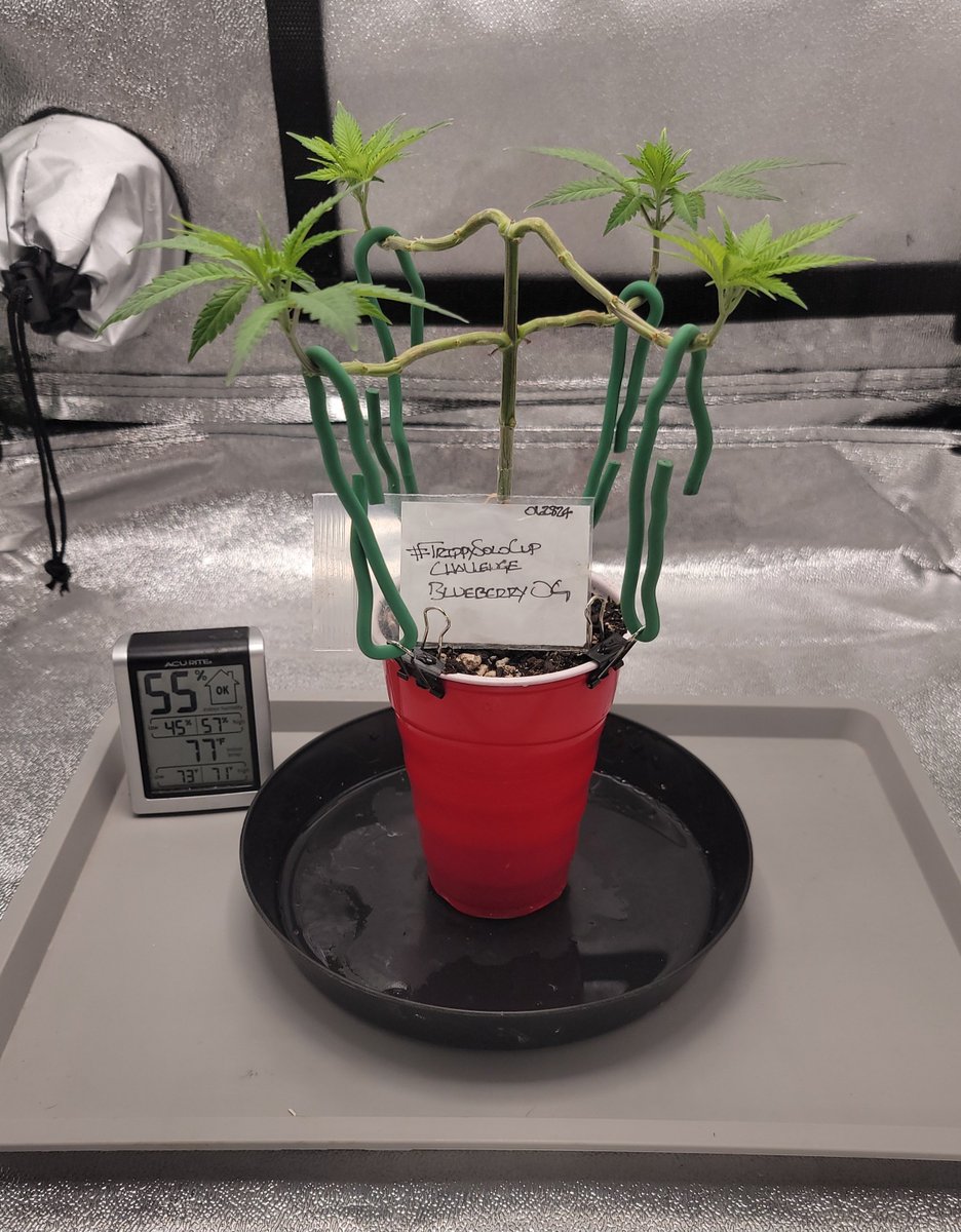 AlienFogMachine's tweet photo. Day 2 of flower for #BlueberryOG dialed the #sf1000 back to 60% for a couple days to avoid any stress. @BarneysAms has this listed around 8wks flower time. #TrippySoloCupChallenge @Slim_Jezuz710
#spiderfarmer
#homegrown #growyourown #organiccannabis https://t.co/rbdCC4mSdu