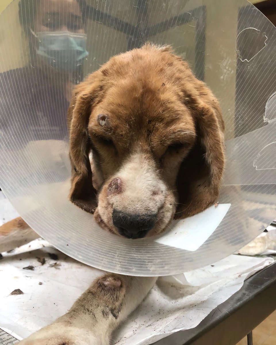 Niall Harbison tweet media