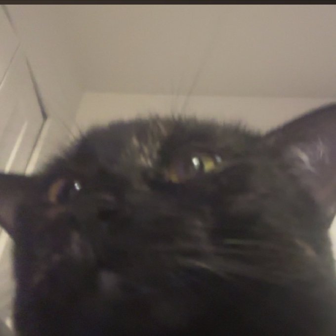 Circe last night #cats https://t.co/8MPHIoNwKx<a href="/tag/cats"class="tags">#cats</a>