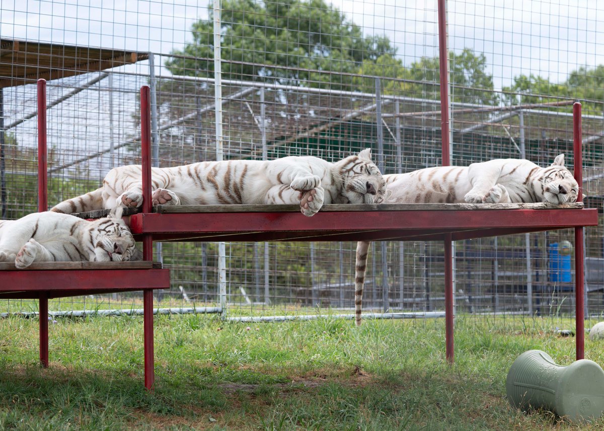 turpentinecreek's tweet image. GOOD NIGHT, Friends from Blackfire, Rocklyn, and Peyton!

#sleepycats #whitecats #whitecat #whitecatsrule #whitetiger #TCWR #TurpentineCreek #GFAS #GlobalFederationAnimalSanctuaries #RescueToRefuge #Sanctuary #BigCat #Cats #refuge #goodnight #night #nightynite #nitenite