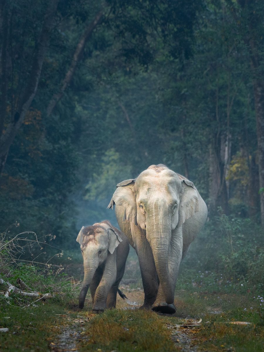Today is #WorldElephantDay. Let me share one of my favorite picture of elephants. Do share yours !!