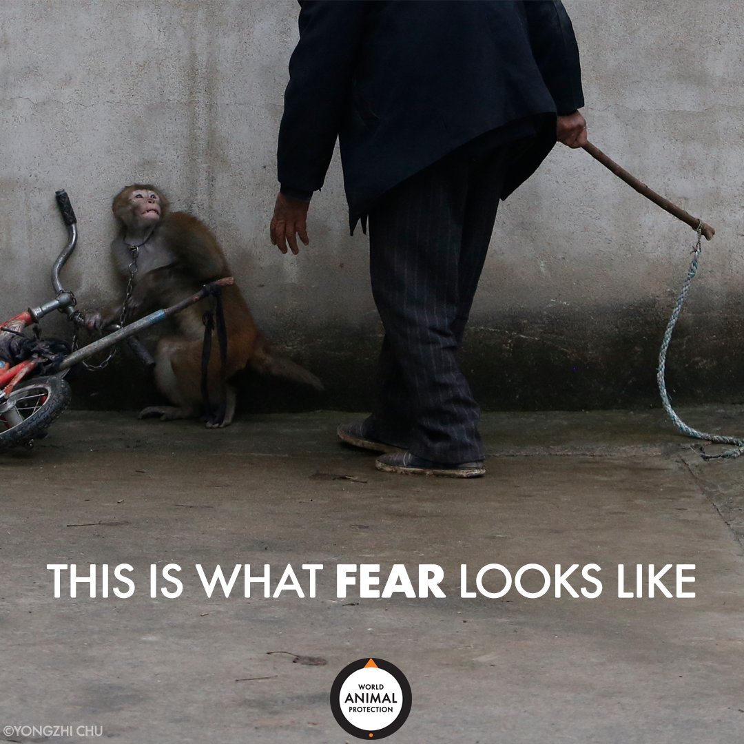 MoveTheWorldUS's tweet photo. We won't stop fighting until no animal feels this fear again. 💔 https://t.co/rYhYVSRsU0