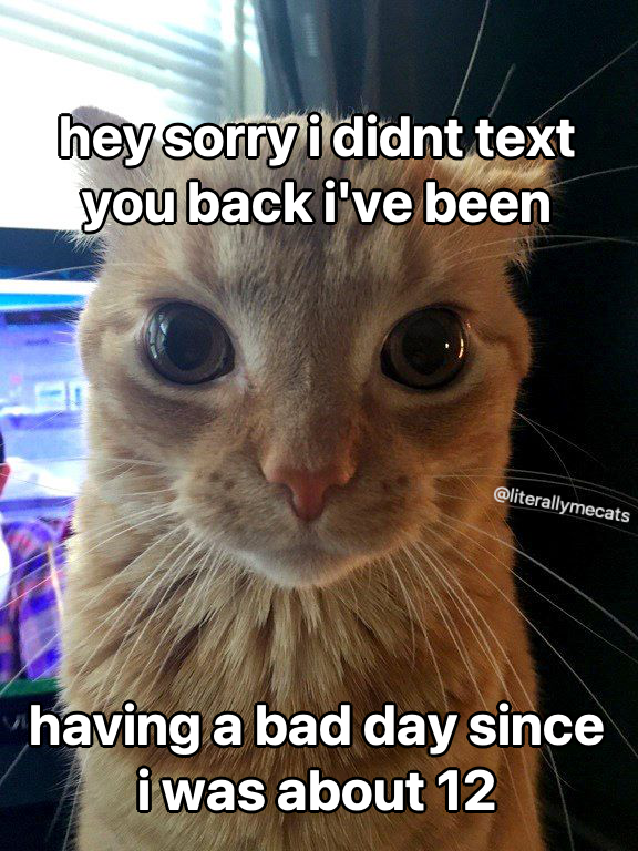 LiterallyMeCats (@literallymecats) on Twitter photo 