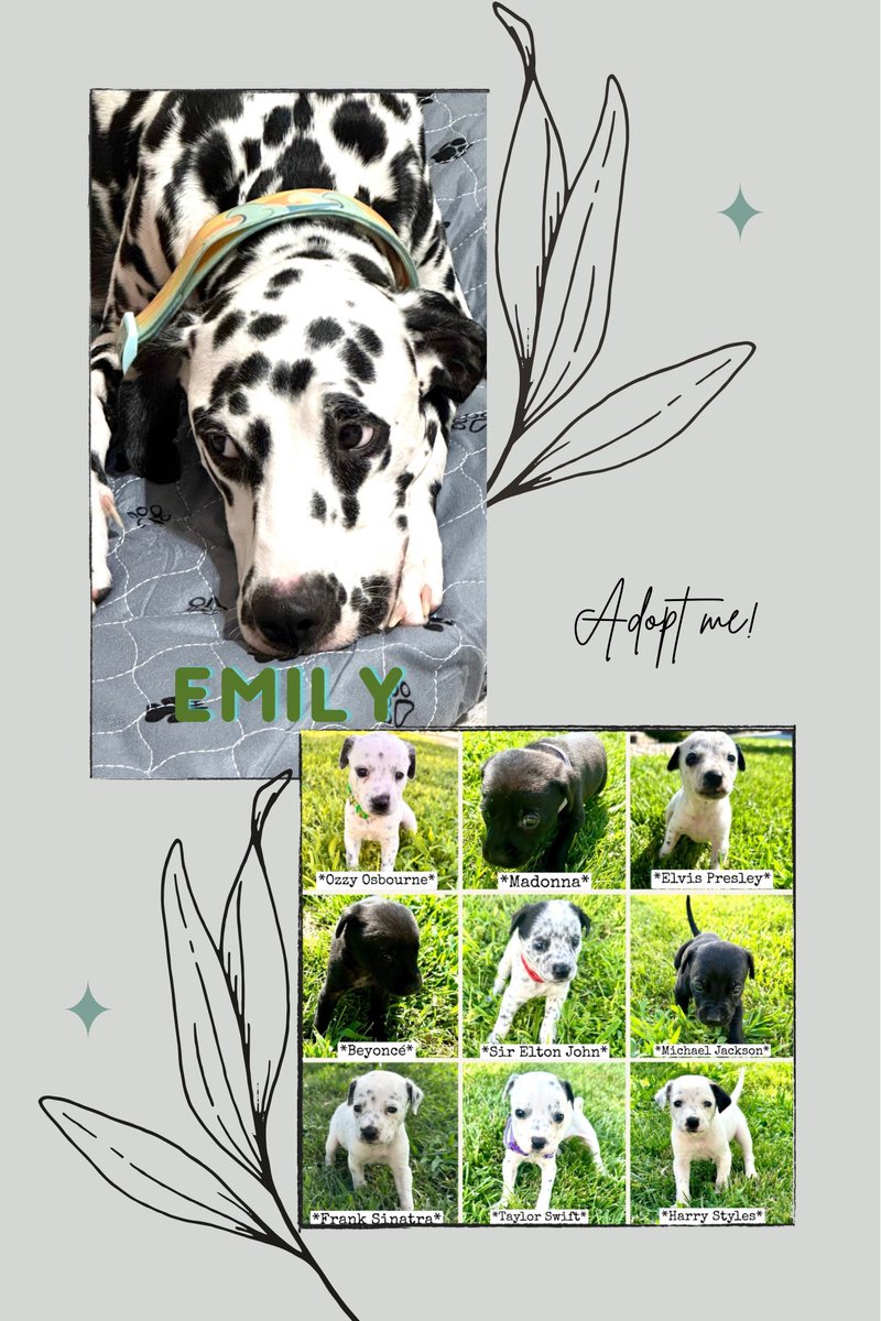 Foster family will be ready for adoption in 3-4weeks
Dalmatian mix puppies and Dalmatian mama
❤️

lonelypawsadoptions.org