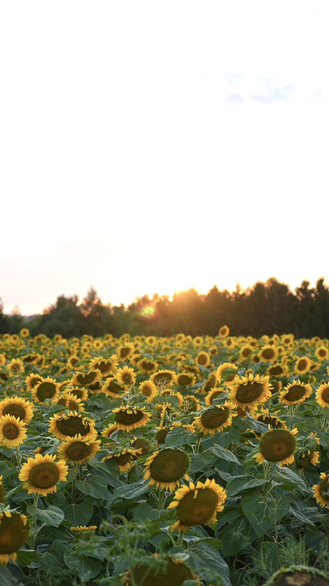 Caledon Music Festival tweet media