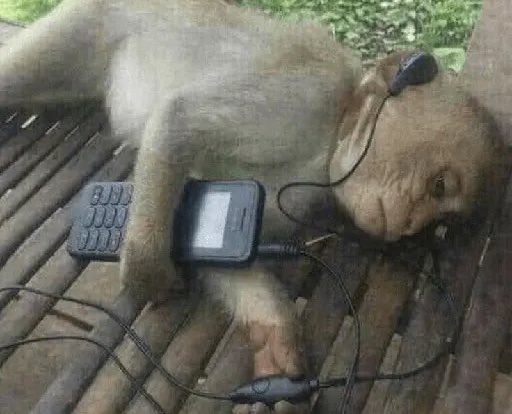 Mais um domingo sem um dengo, até quando isso mds?