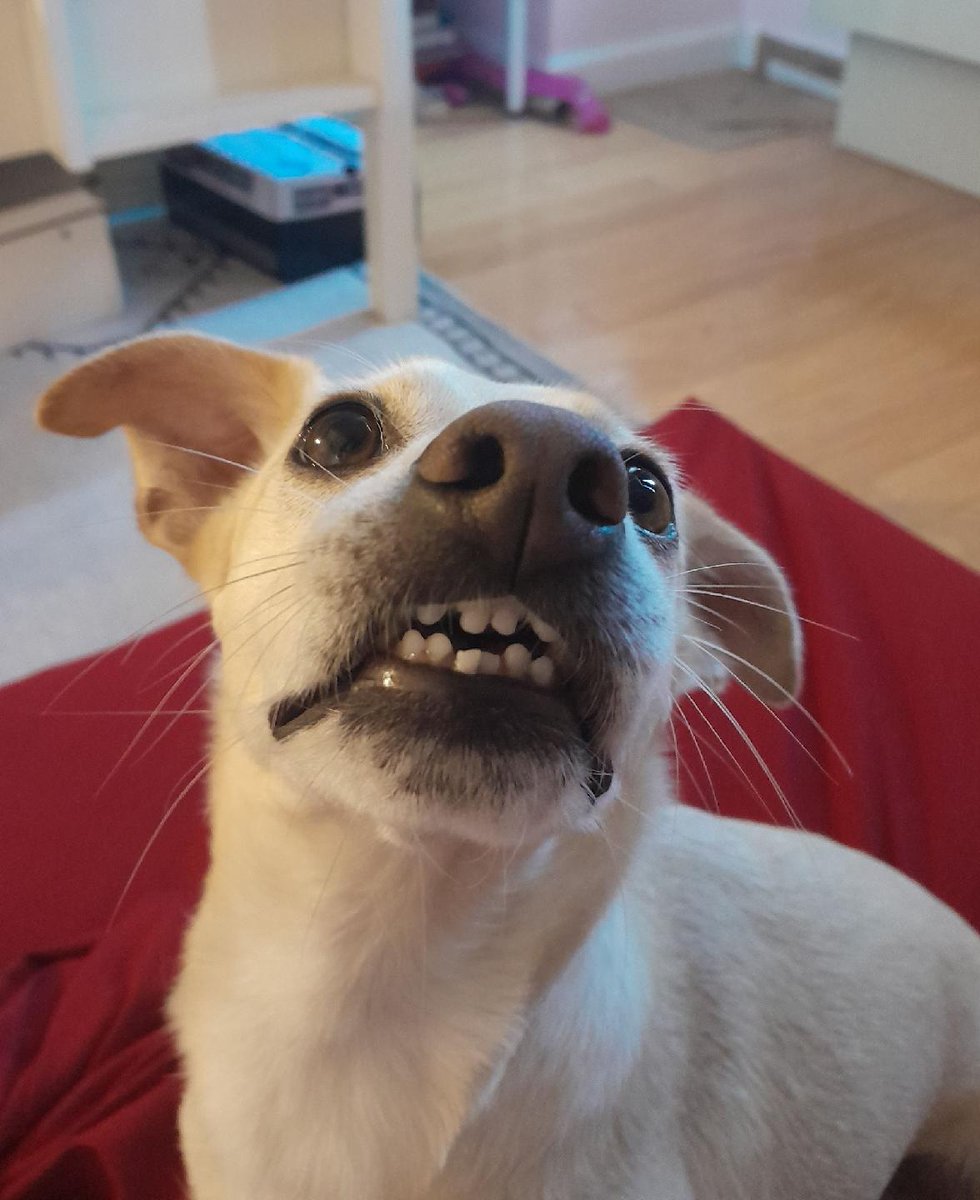 Pals, don't you fink 🤔 🧐 I should get a gold 🥇 medal in da Olympics for cutest 🥰 teef? 🦷 #teef #DogsOfTwitter #BethanyPup #Olympics2024