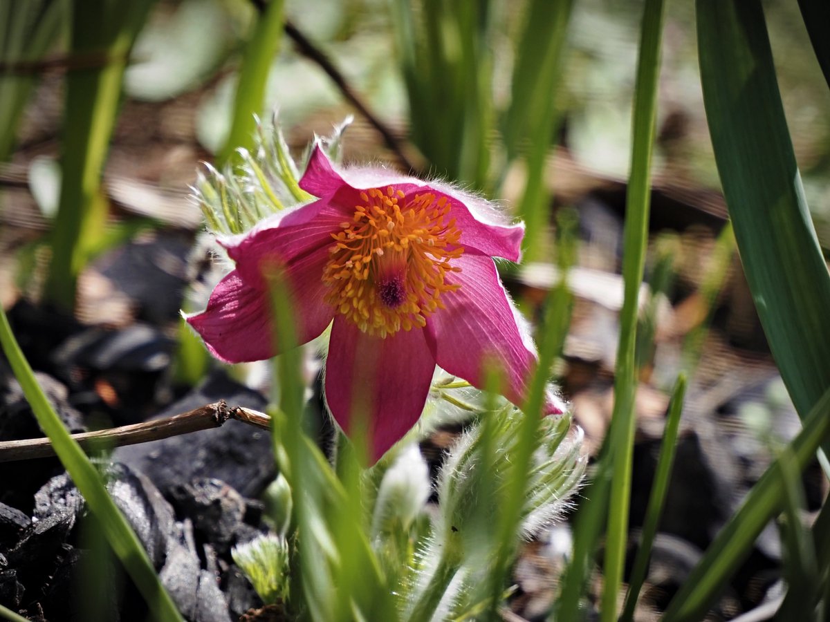 PEKHTography's tweet photo. Just as #Pasque #Flower thrives in #poor #soil, so too can I #survive on a #diet of #beer and #pizza, albeit not exactly a #recipe for #longevity. https://t.co/u1QCFEudCH