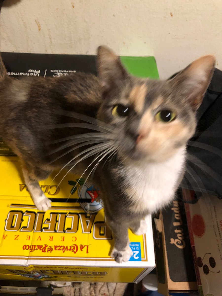 Lone Mantis tweet media