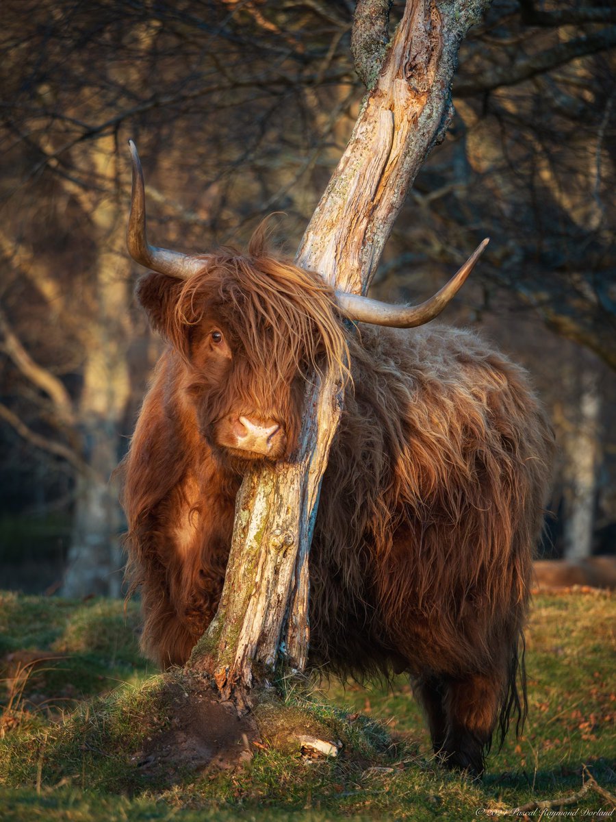 StudioPrdxd's tweet photo. Not many places have captured my heart as much as Scotland has..  
#applecross #scotland #schotland #schottland #highlandcattle #Highlandercow https://t.co/BmOGdUVw6X