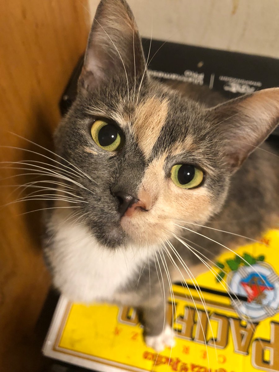 Lone Mantis tweet media