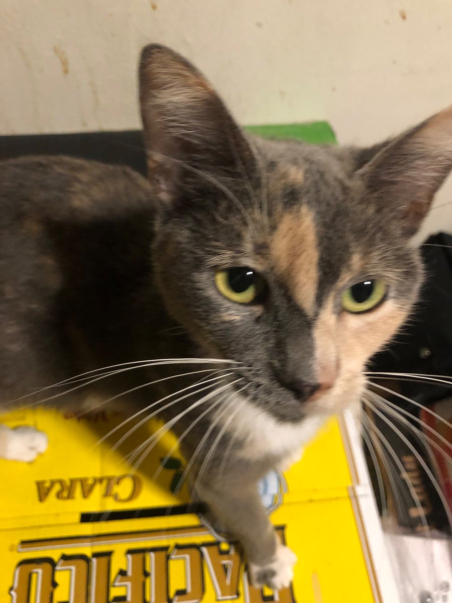 Lone Mantis tweet media