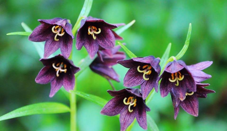 lilacblueblue's tweet photo. 8月12日の花：クロユリ（黒百合）
花言葉：恋

ユリ科バイモ属
高山植物
石川県の県花
別名：エゾクロユリ（蝦夷黒百合）

🍀アイヌの伝説
愛を告げる前に
想いをよせた人の傍に
密かにクロユリを置く
そのクロユリを相手が
手に取ってくれれば
二人はきっと結ばれる

#ﾅｴ花言葉 https://t.co/V1eV4zqSzK