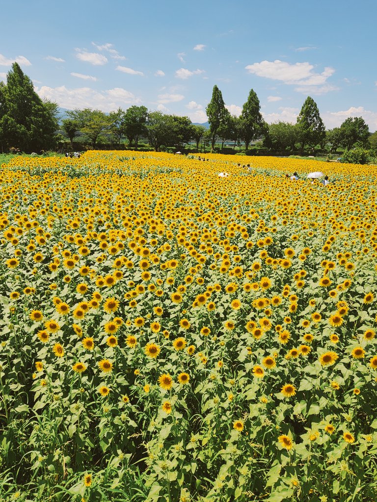 sitton100's tweet photo. おはようございます😊
座間のひまわり畑に行ってきました🌻
55万本咲いているそうで16まで数えたところで断念したけど夏を満喫してきました😃
3連休最終日の今日は昼過ぎまで仕事💦そのあとはジム行って体動かして今夜はのんびり過ごします☺ https://t.co/PCtNZCYUca