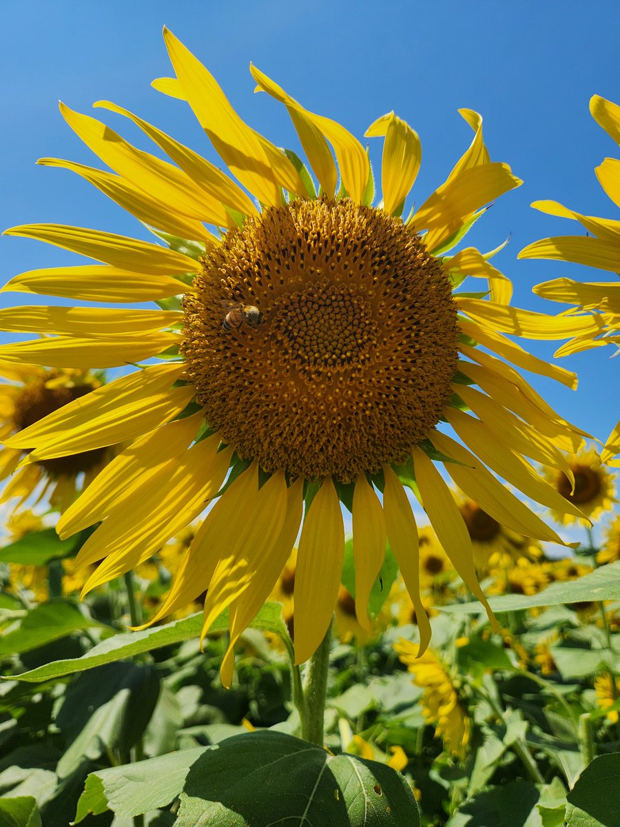 sitton100's tweet photo. おはようございます😊
座間のひまわり畑に行ってきました🌻
55万本咲いているそうで16まで数えたところで断念したけど夏を満喫してきました😃
3連休最終日の今日は昼過ぎまで仕事💦そのあとはジム行って体動かして今夜はのんびり過ごします☺ https://t.co/PCtNZCYUca