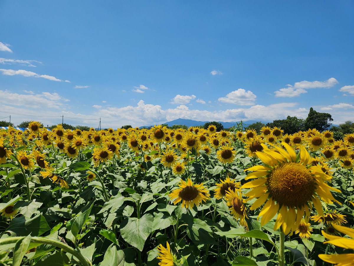 sitton100's tweet photo. おはようございます😊
座間のひまわり畑に行ってきました🌻
55万本咲いているそうで16まで数えたところで断念したけど夏を満喫してきました😃
3連休最終日の今日は昼過ぎまで仕事💦そのあとはジム行って体動かして今夜はのんびり過ごします☺ https://t.co/PCtNZCYUca