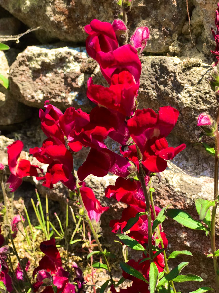 Maurice Backerra tweet media