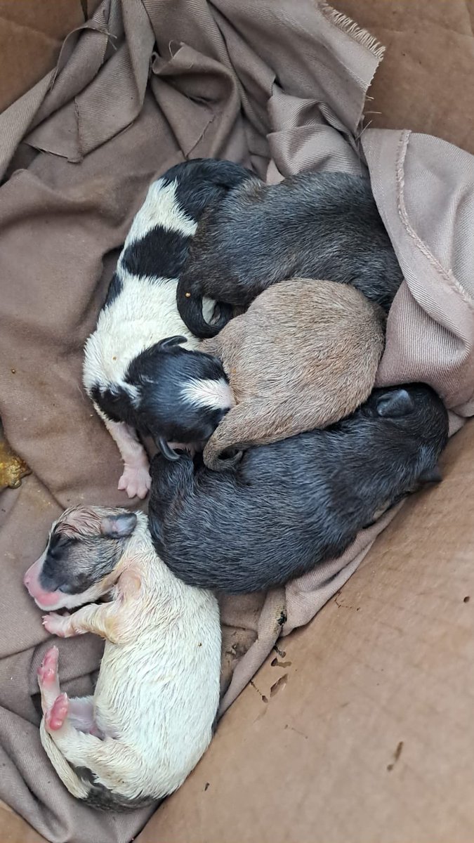 OctavioCabreraO's tweet photo. Donde se pueden llevar los dejaron en una cajeta tirados @Mayer @ProtegeryServir @KukunasPets @PanamaTwittea @ZulayRL @rmartinelli https://t.co/bB8DUdCtSg