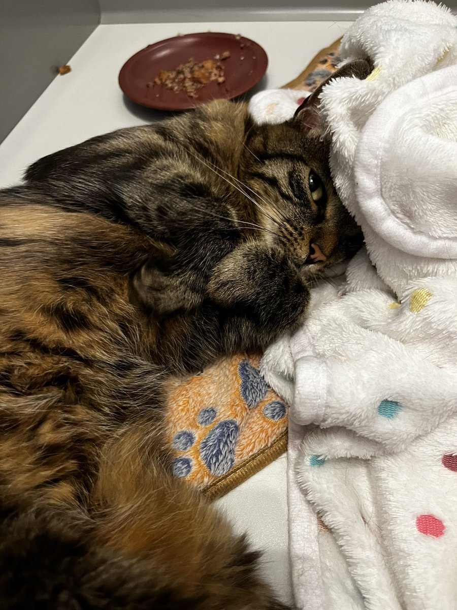 btw twt, i have a foster cat now c: