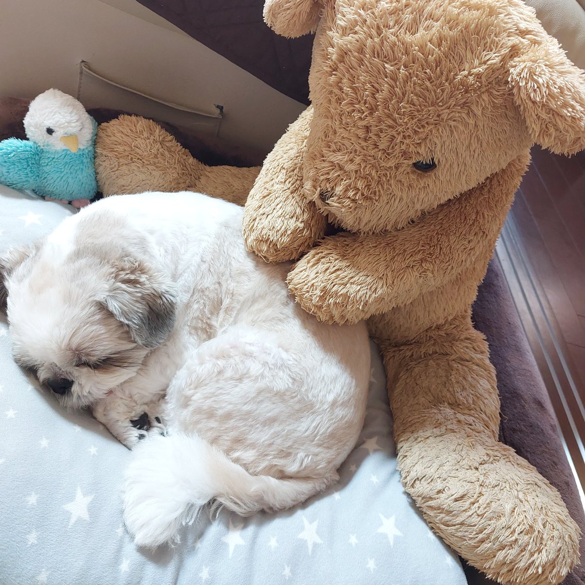 maruluna0314's tweet photo. まる🐶&amp;くまさん🐻
#シーズー #shitzu #日常 #���良し https://t.co/CRaStOjvL8